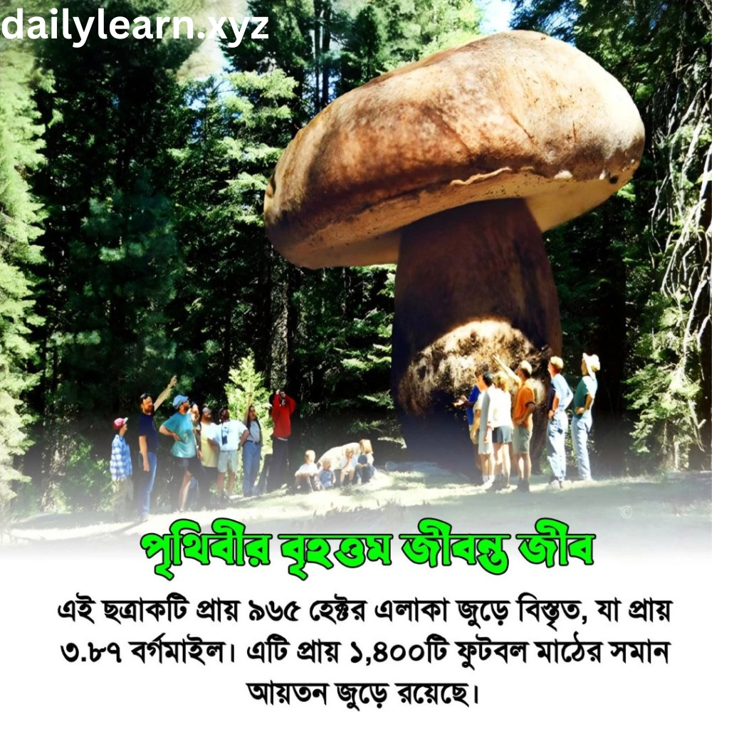 বিশ্বের বৃহত্তম জীবন্ত ছত্রাক Armillaria ostoyae এর মাটির নিচে বিস্তৃত অংশ